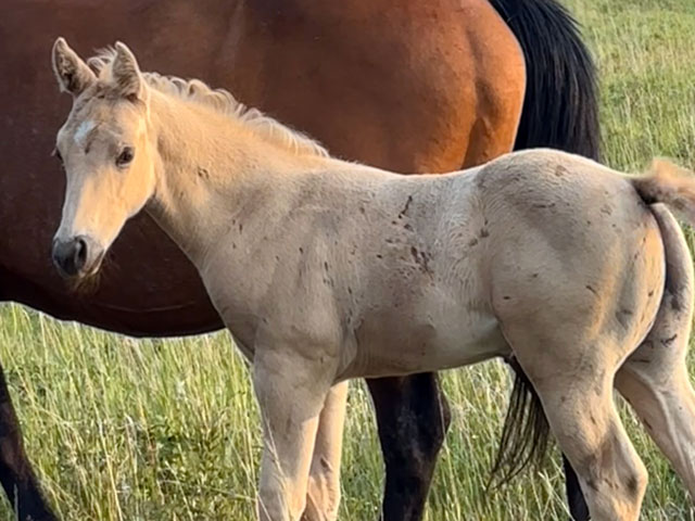 Picture of a colt
